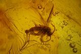 Fossil Flies (Diptera) and Mites (Acari) in Baltic Amber #163510-1